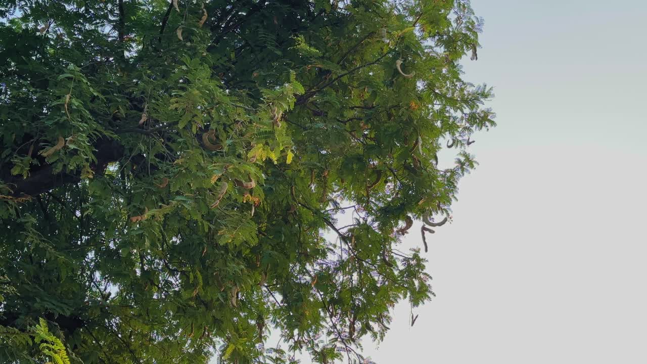 A close-up view of tamarind tree branches filled with ripe pods and lush green leaves under a clear sky, symbolizing nature’s abundance
