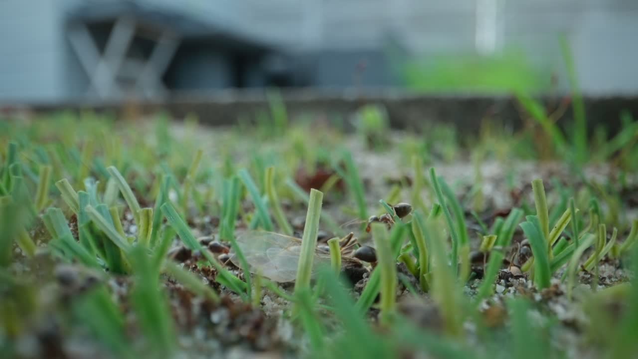 Ants traverse a tight cluster of buds and stems, moving in groups with detailed motion