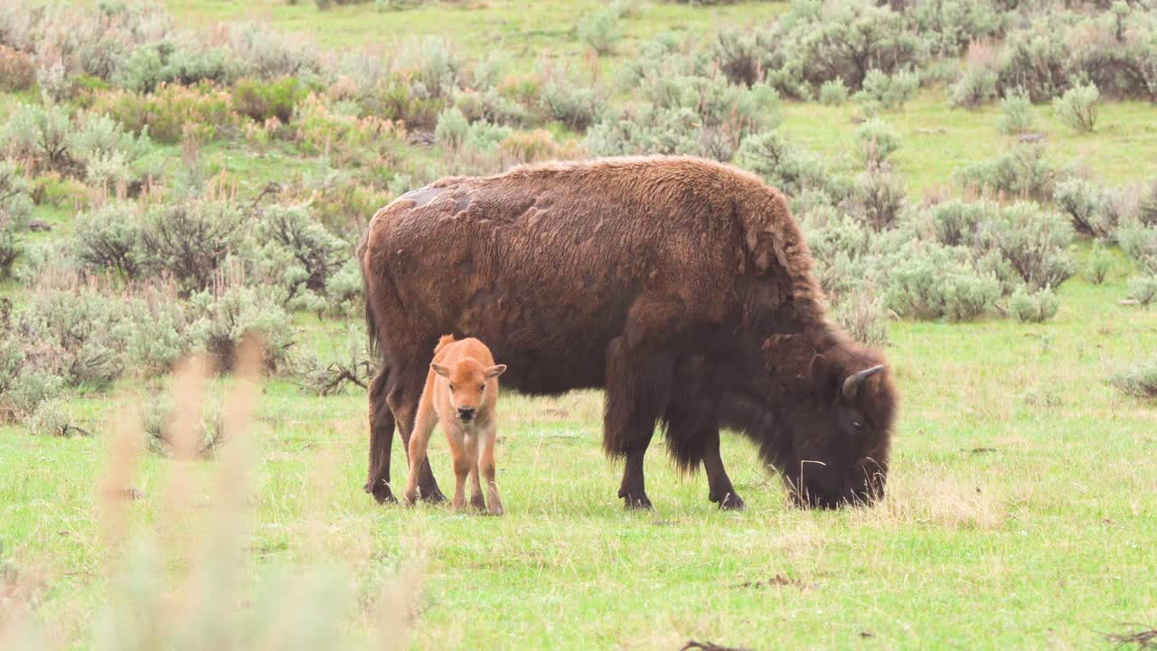 bisonte y ternero caminando bajo la lluvia y pastando en el parque nacional de yellowstone en wyoming