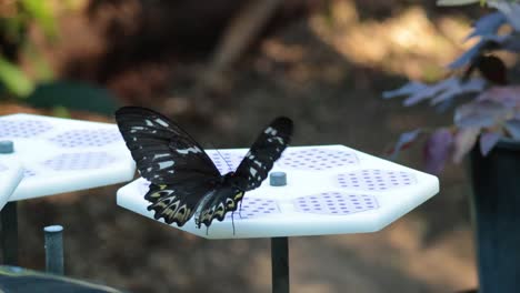 butterflies interacting on feeding platform