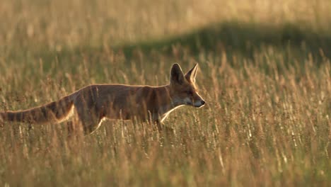 red fox leisurely runs through meadow at sunset