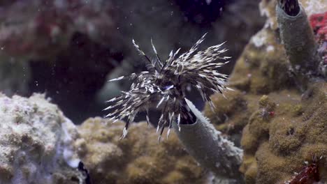 feather duster worm protruding from tube and displaying feathers in koh tao, thailand