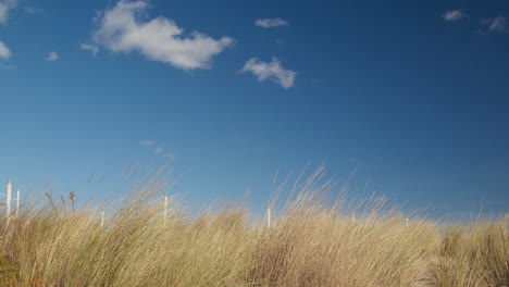 Cielo-Despejado-En-Un-Día-Ventoso-Cerca-Del-Mar-Con-Arbustos