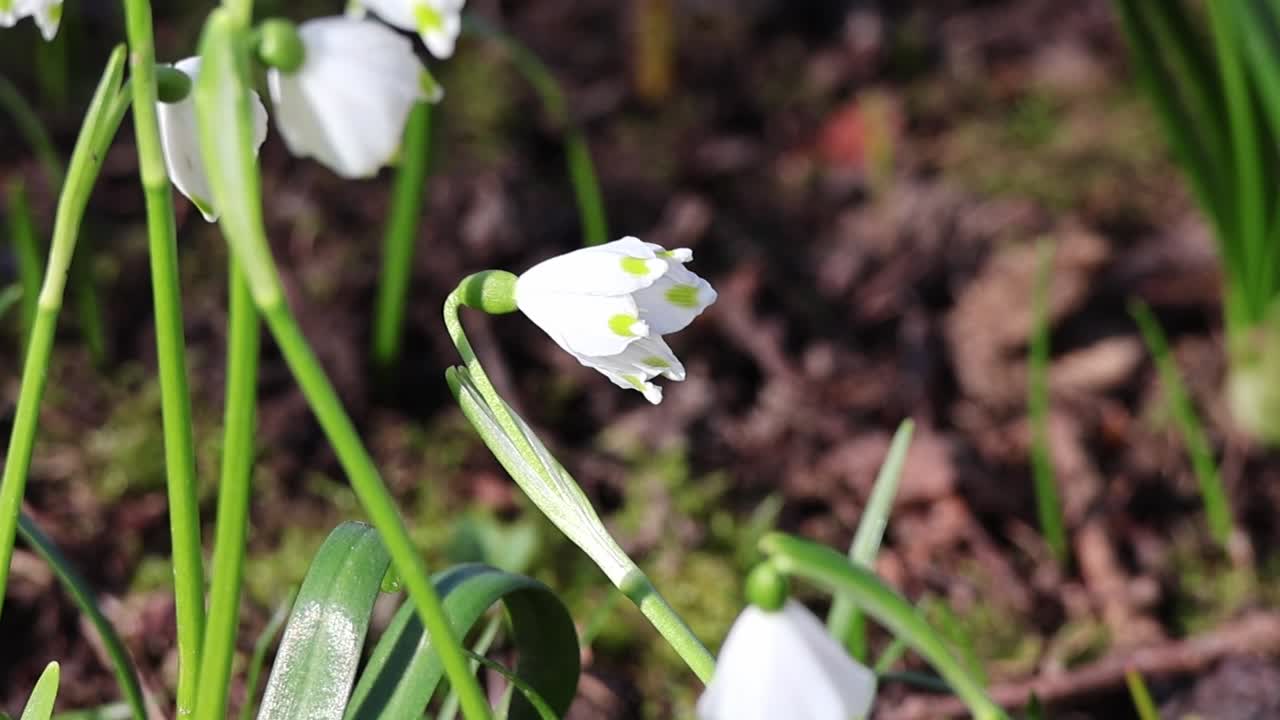Un fiore di bucaneve emerge dal terreno bruno del bosco, annunciando l'arrivo della primavera.