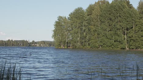 Enten-Schwimmen-Und-Gras-Und-Bäume,-Wald---Jyvaskyla---4k-50fps