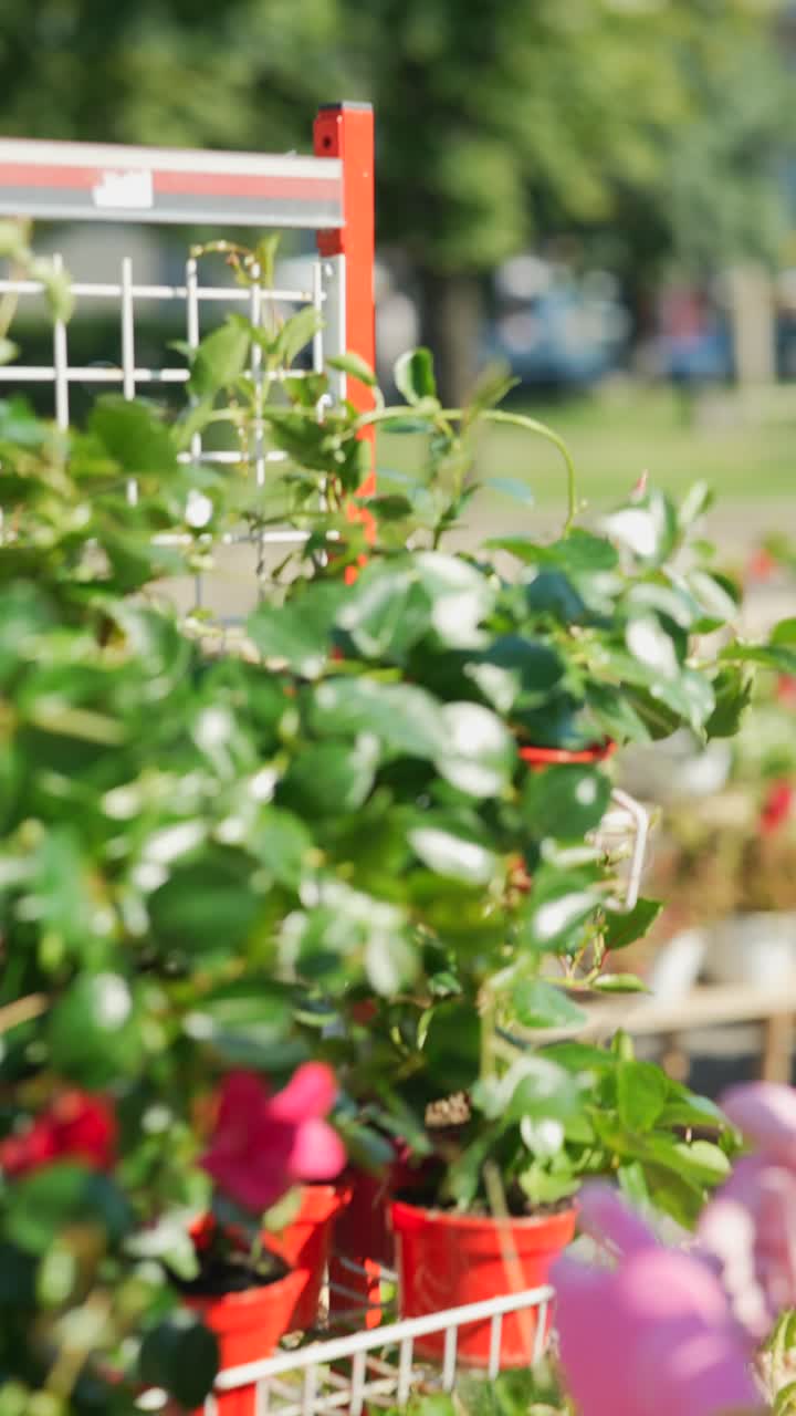 Woman buying plants at a garden center