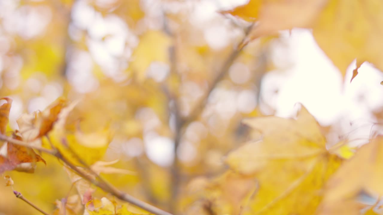la mejor vista en otaru