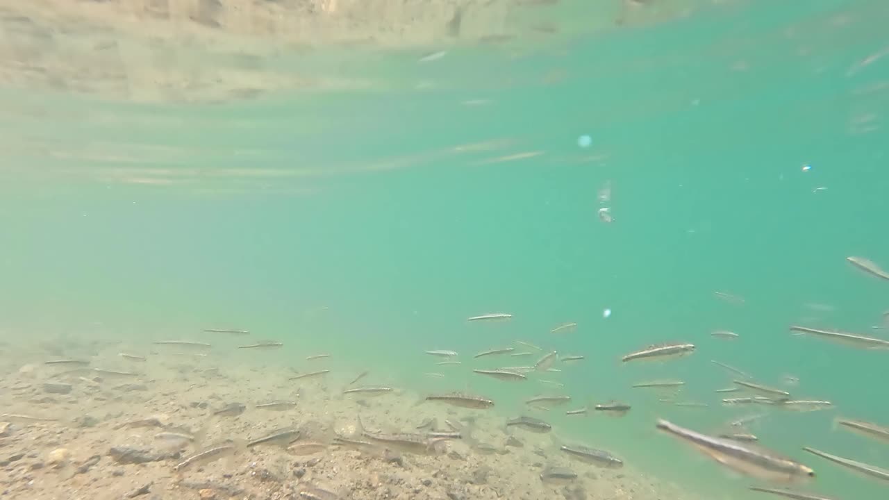 Tight school of small European minnows swims just below the surface in the turquoise water captured underwater in high clarity