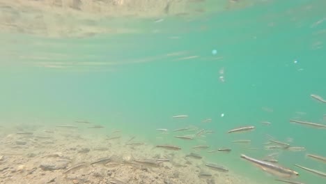 tight school of small european minnows swims just below the surface in the turquoise water captured underwater in high clarity