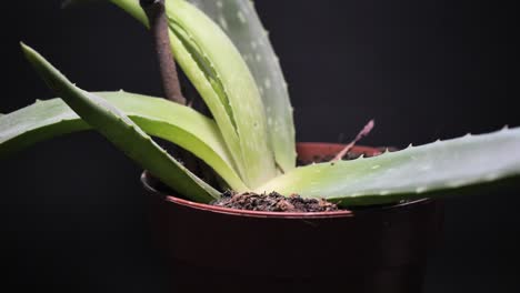 aloe vera potted plant