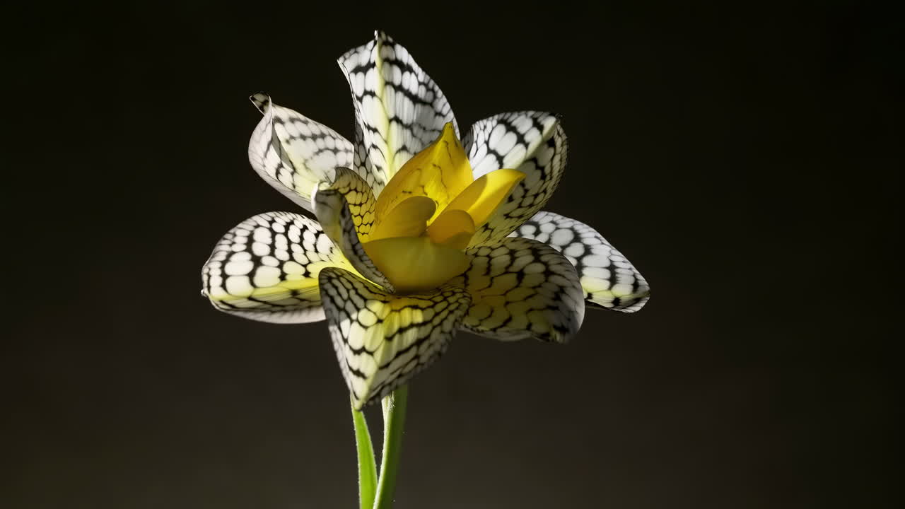 Primo piano in time-lapse di un fiore giallo che sboccia