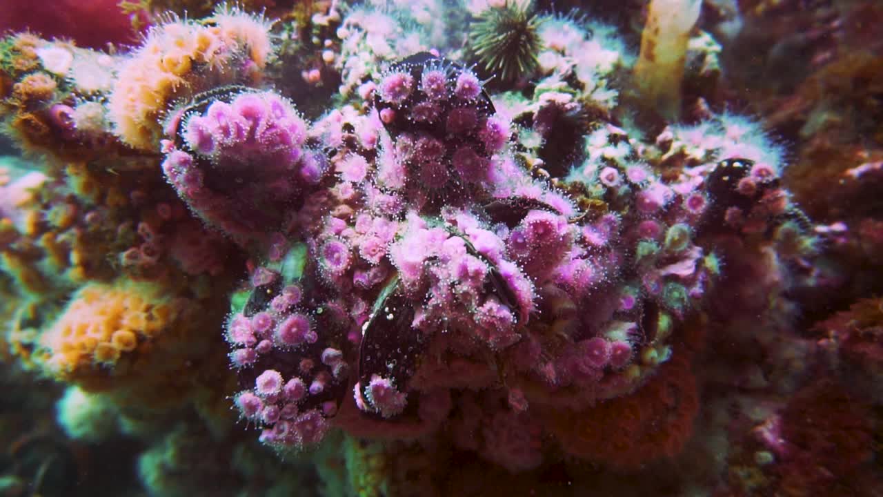 Bellissimo anemone di mare floreale viola e arancione attaccato ai coralli in Patagonia - Vita sottomarina - Primo piano