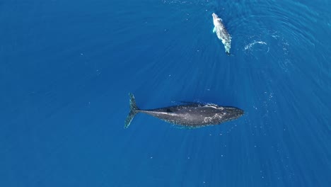 vista aérea de una hembra de ballena jorobada con su cría jugando en el océano - moorea, polinesia francesa