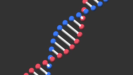 animación de un adn de doble hélice digital en 3d rojo, azul y blanco