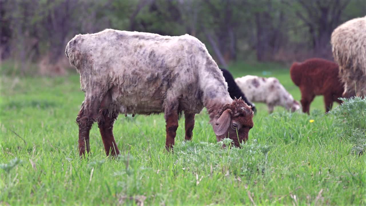 Two woolly sheep graze on lush green grass in a peaceful rural field, feeding together in a serene countryside setting