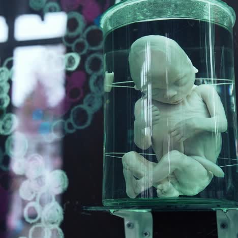 anatomy model at medical museum. fetus in formalin solution in the laboratory museum