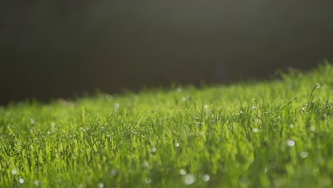 Closeup-of-cropped-grass-on-a-golf-course-with-mountains-in-the-background