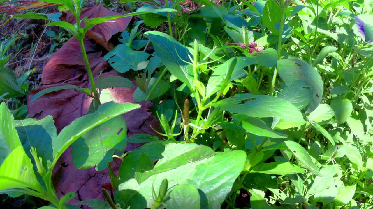 el agua de las semillas de las plantas ovaladas.