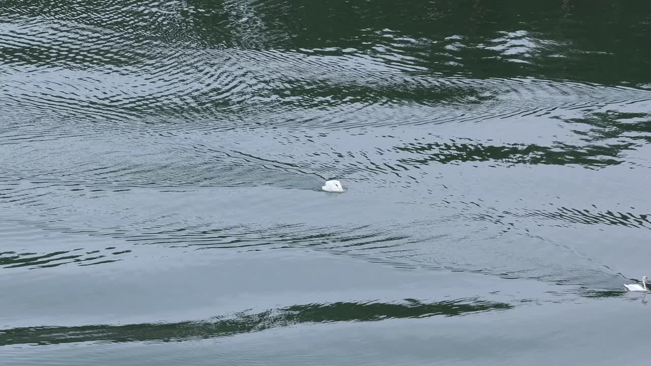 Mute swan swimming in attack pose chasing another individual for short while.