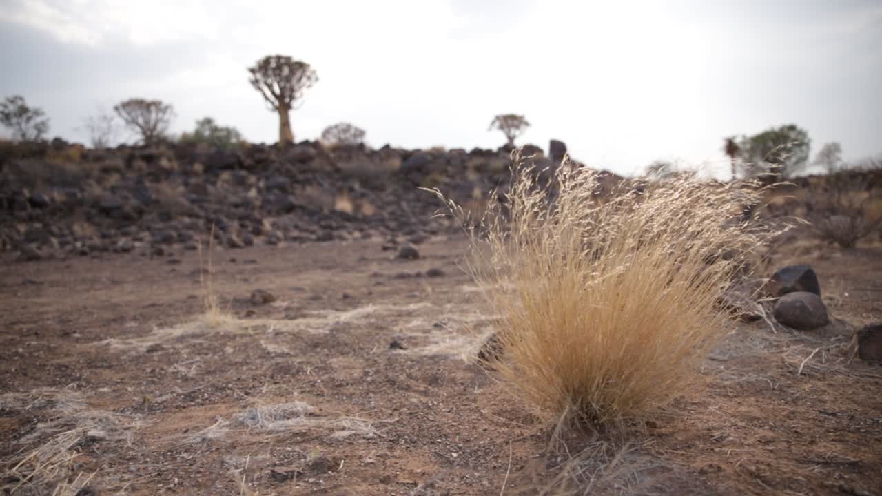 Erba secca dorata che ondeggia al vento nella foresta di alberi faretra a Keetmanshoop, Namibia, con alberi faretra sullo sfondo