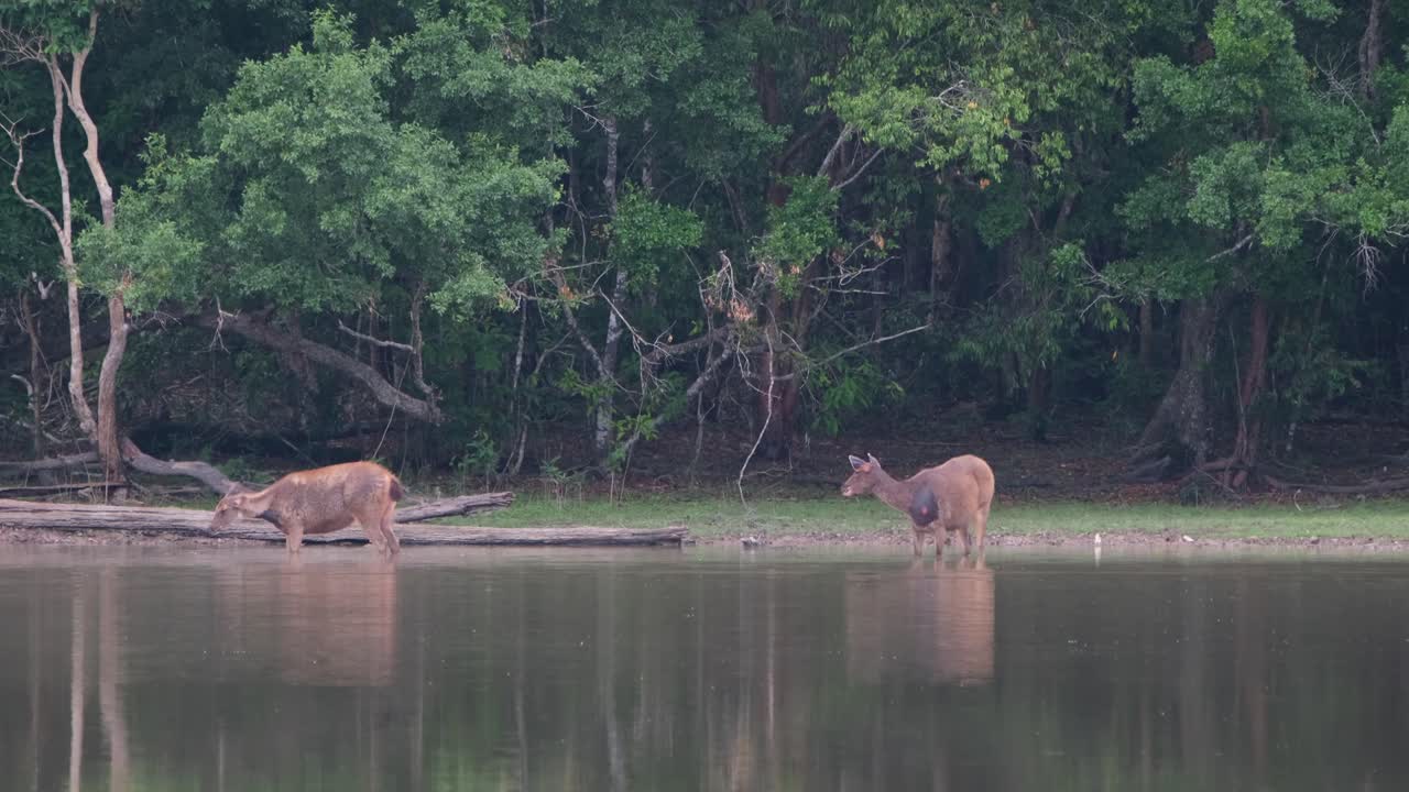 Two Does in the water at a lake in the forest, one on the left starts peeing while the other watches its friend doing the thing in public