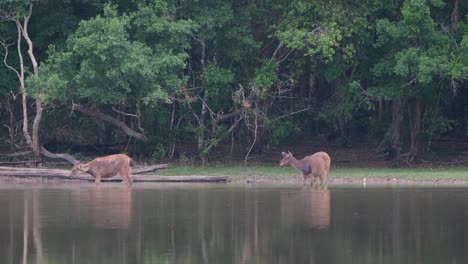 dos hembras en el agua de un lago en el bosque, una de la izquierda comienza a orinar mientras la otra observa a su amigo hacerlo en público