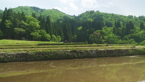 Mirando-A-Través-Del-Campo-Inundado-En-Shirakawago-Con-La-Ladera-De-árboles-Forestales-En-Segundo-Plano.