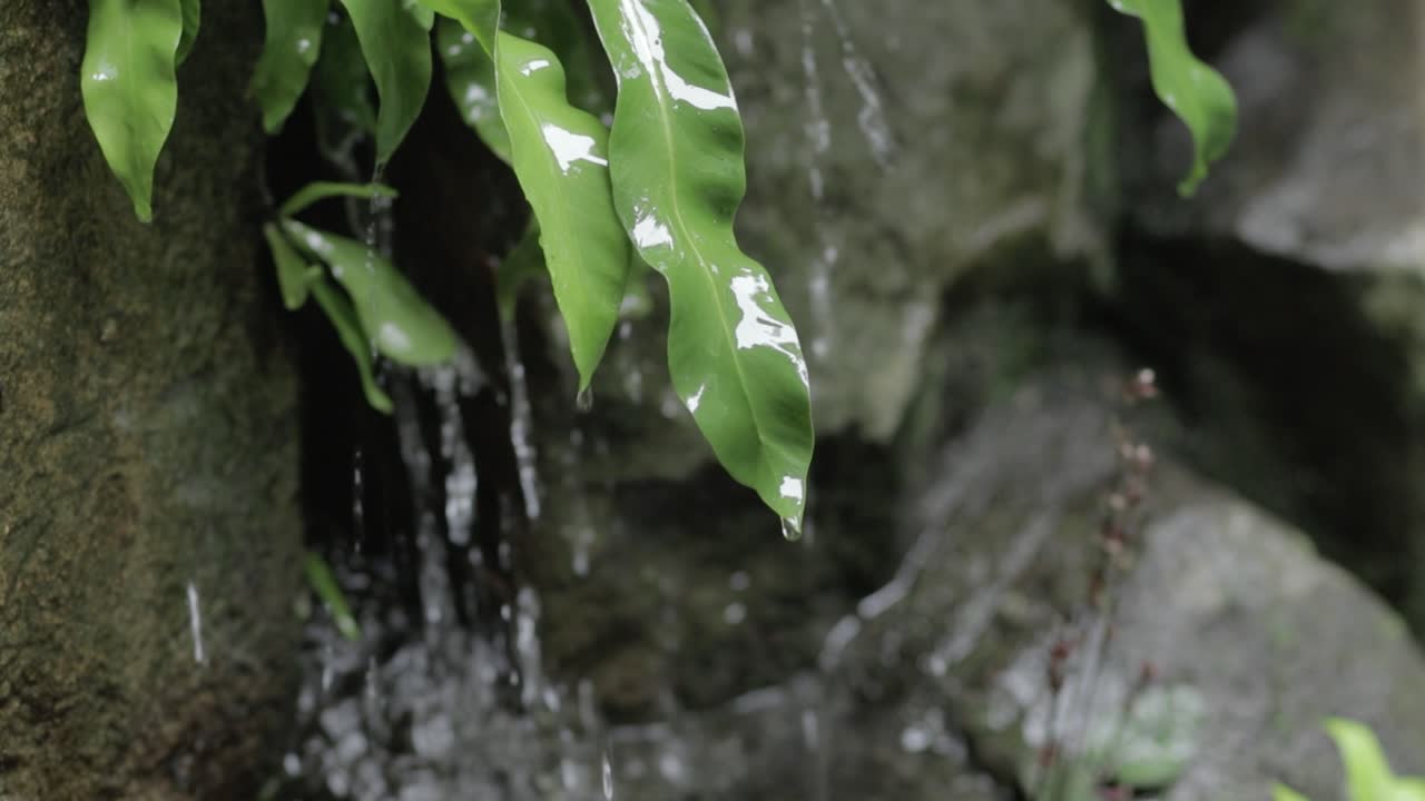 Close-up on Stream of Raindrops Dripping Down through Green Leaves, Rocky Background