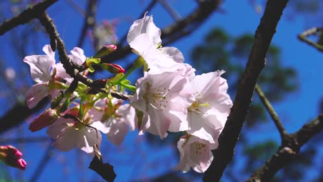 close up of sakura cherry blossom at taiwan