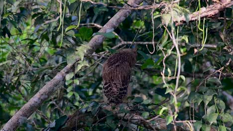 the buffy fish owl is a big owl and yet the smallest among the four fish owls