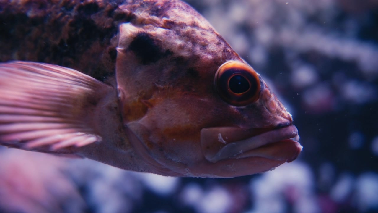 Primo piano di uno scorfano rosso del Pacifico nell'oceano.