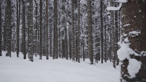 snowy pine forest