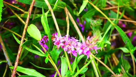 Abeja-Recolectando-Polen-De-Hermosas-Flores-Moradas