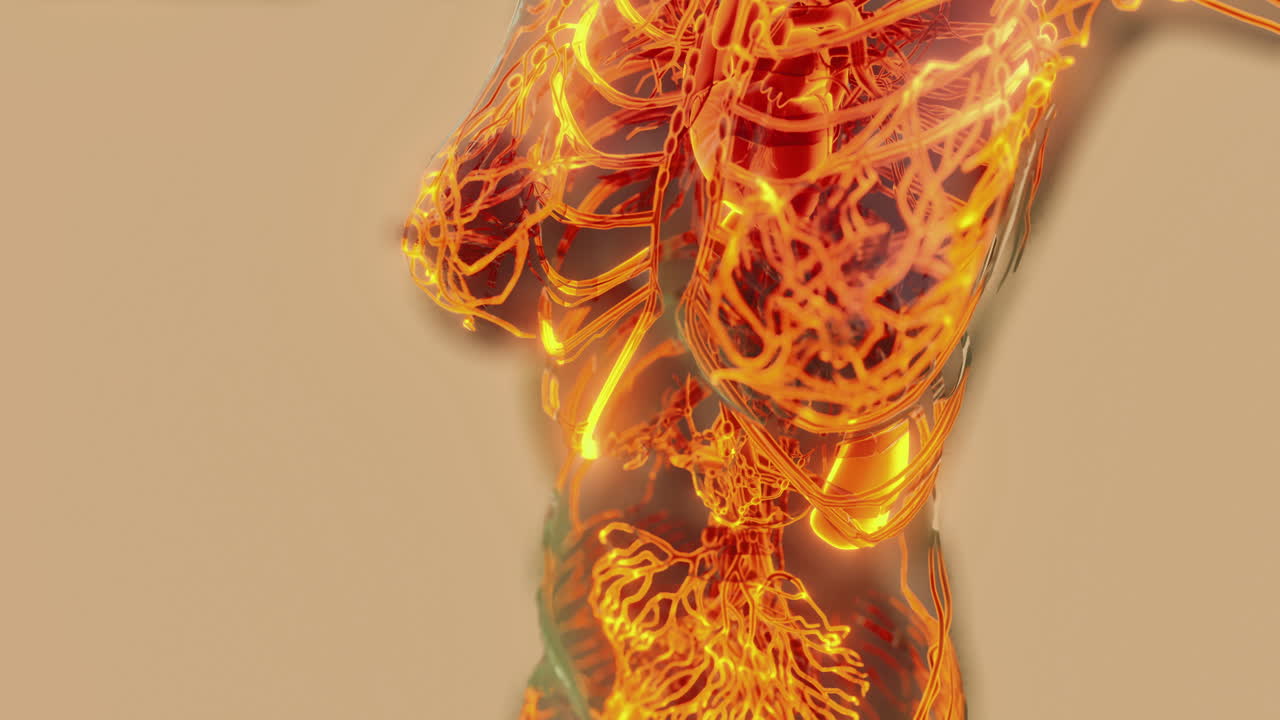 Descripción general de venas y arterias en la anatomía de los vasos sanguíneos