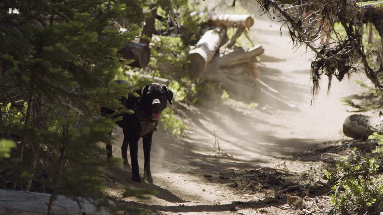 흙길에서 달리는 검은 실험실
