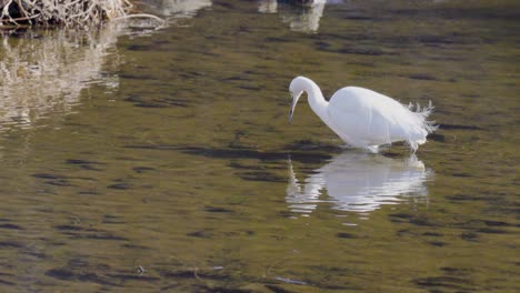 white little egret hunting in river pond in yangjae stream south korea