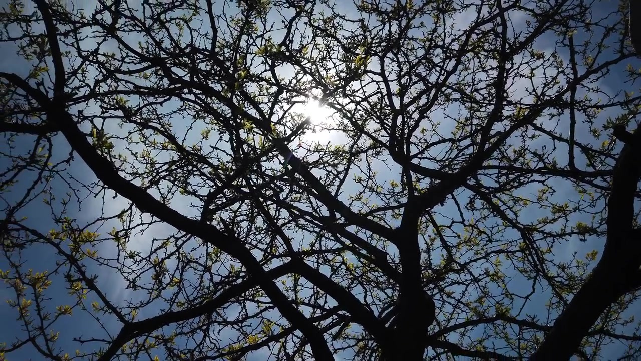Luz solar radiante brillando a través de las ramas de los árboles brotando nuevos retoños en primavera, paneo en ángulo bajo mirando hacia arriba.