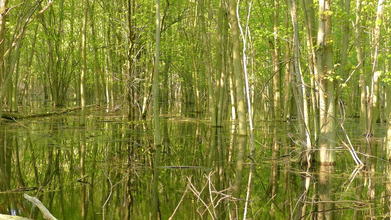 Peaceful View Of Forest Tree Swamps. Static Shot