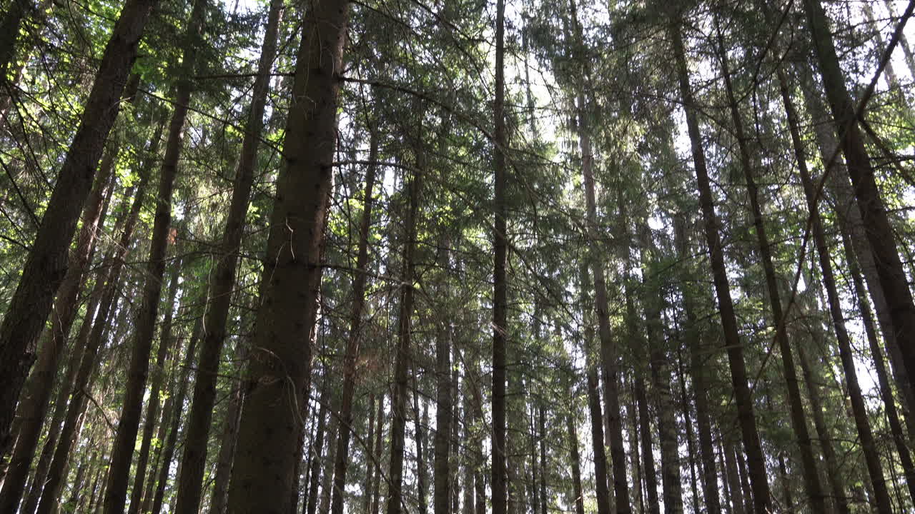 Luce solare che filtra attraverso una fitta foresta di alti pini