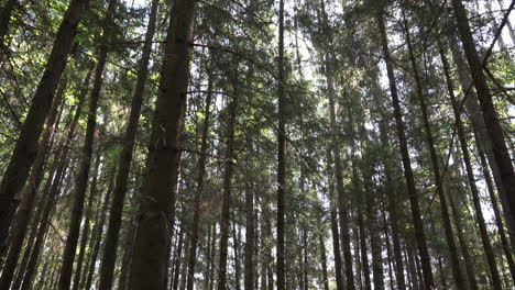 sunlight filtering through a dense forest of tall pine trees