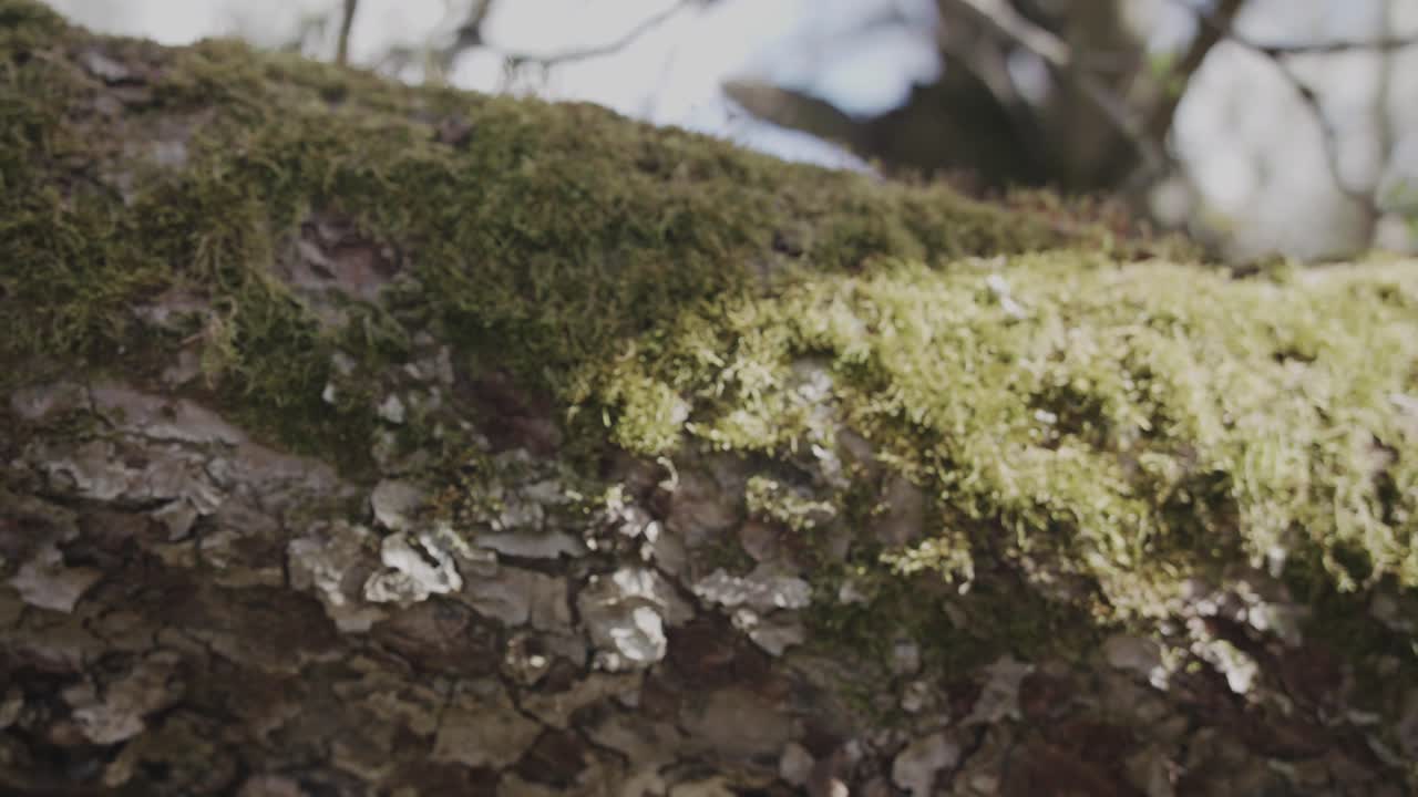 Lenta carrellata che mostra un grande ramo d'albero con vecchia corteccia e muschio verde che cresce, in pieno giorno soleggiato