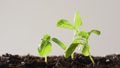 Video-of-green-seedlings-growing-in-dark-soil,-on-grey-background-with-copy-space