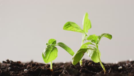 video of green seedlings growing in dark soil, on grey background with copy space