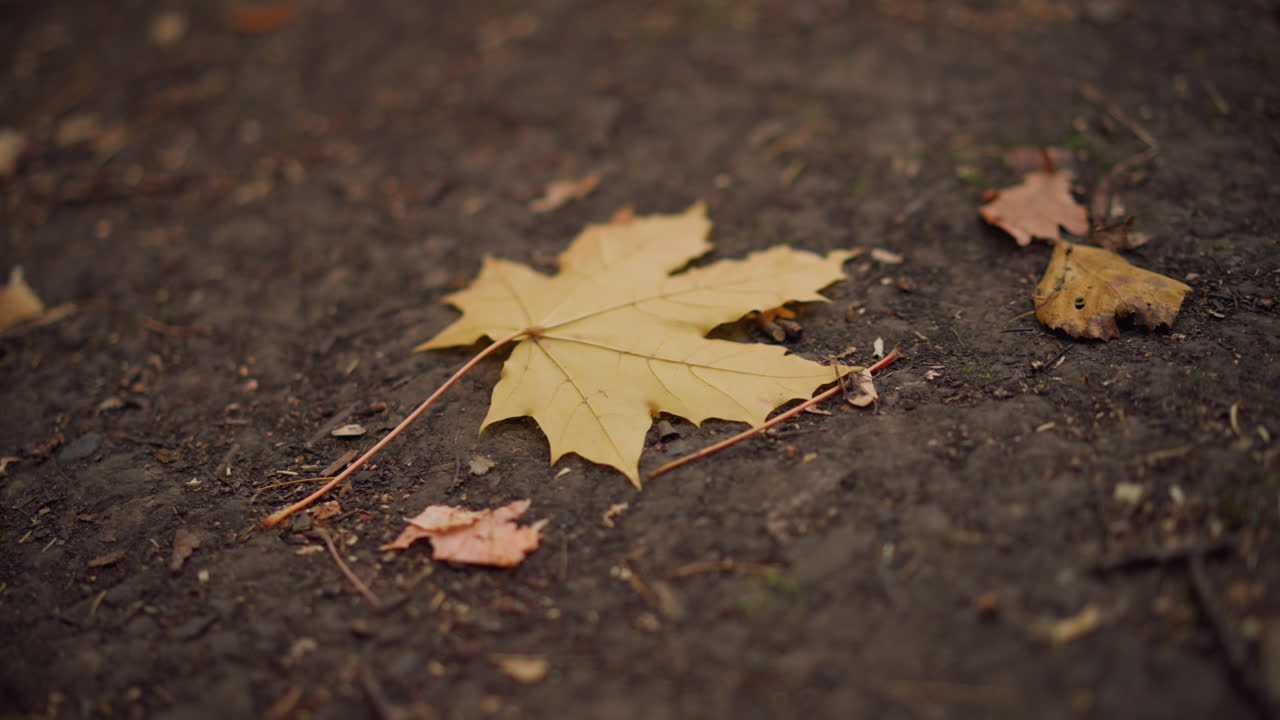 Una foglia autunnale giace a terra circondata da fogliame secco, evidenziando il pacifico cambio di stagione, una bellissima scena naturale con toni caldi e terrosi e un'atmosfera calma e serena.