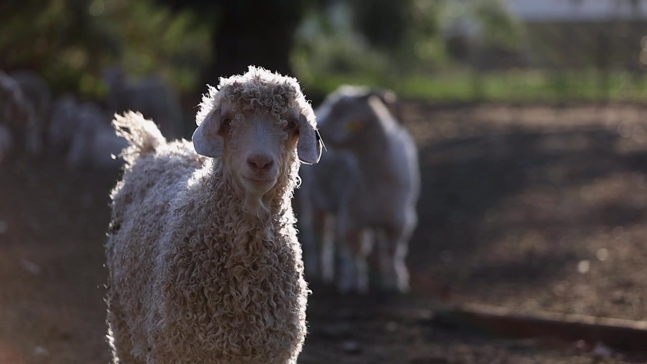 Ritratto di capra d'Angora con il pelo riccio in controluce in un pascolo.