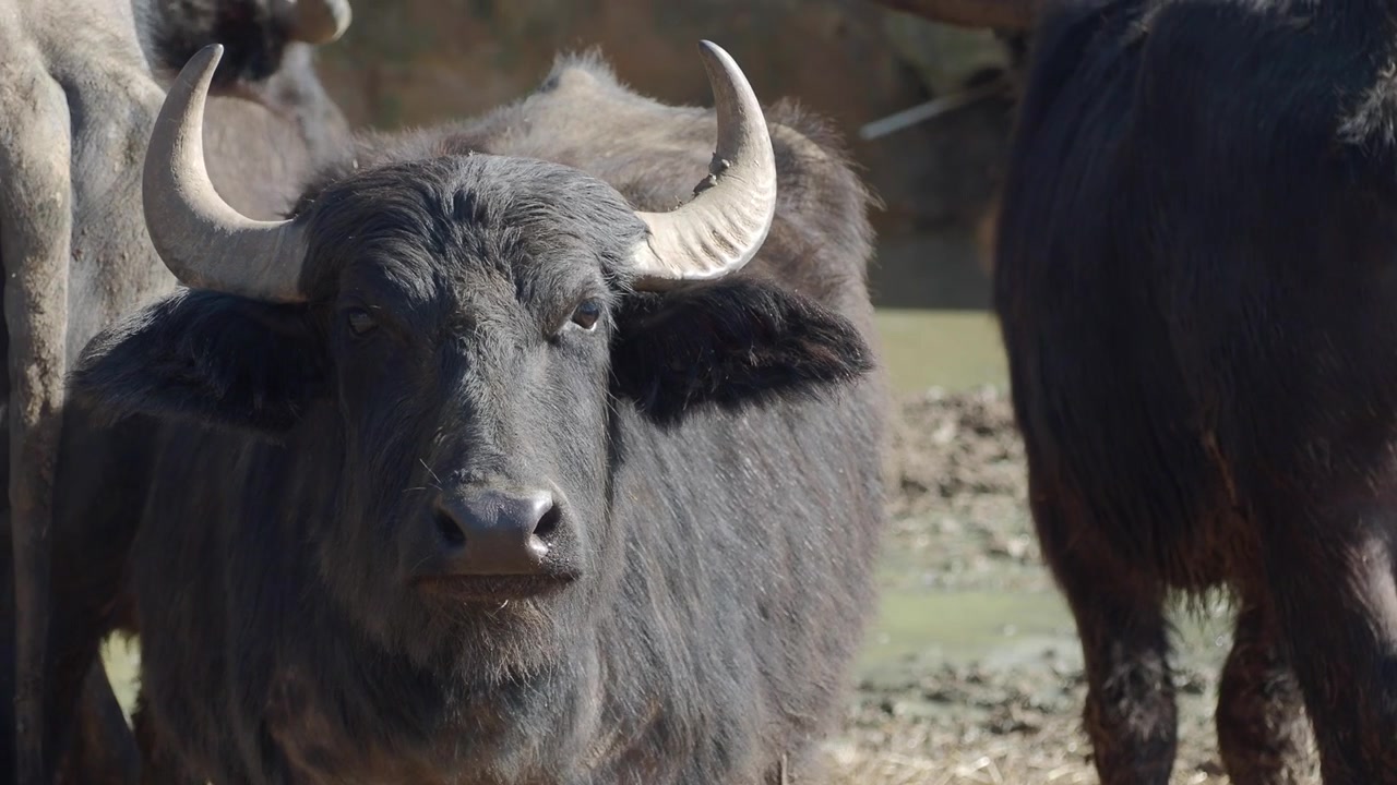 Primo piano di un bufalo d'acqua in piedi che guarda la fotocamera