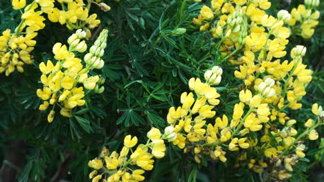 tree lupin yellow bush moved by the wind