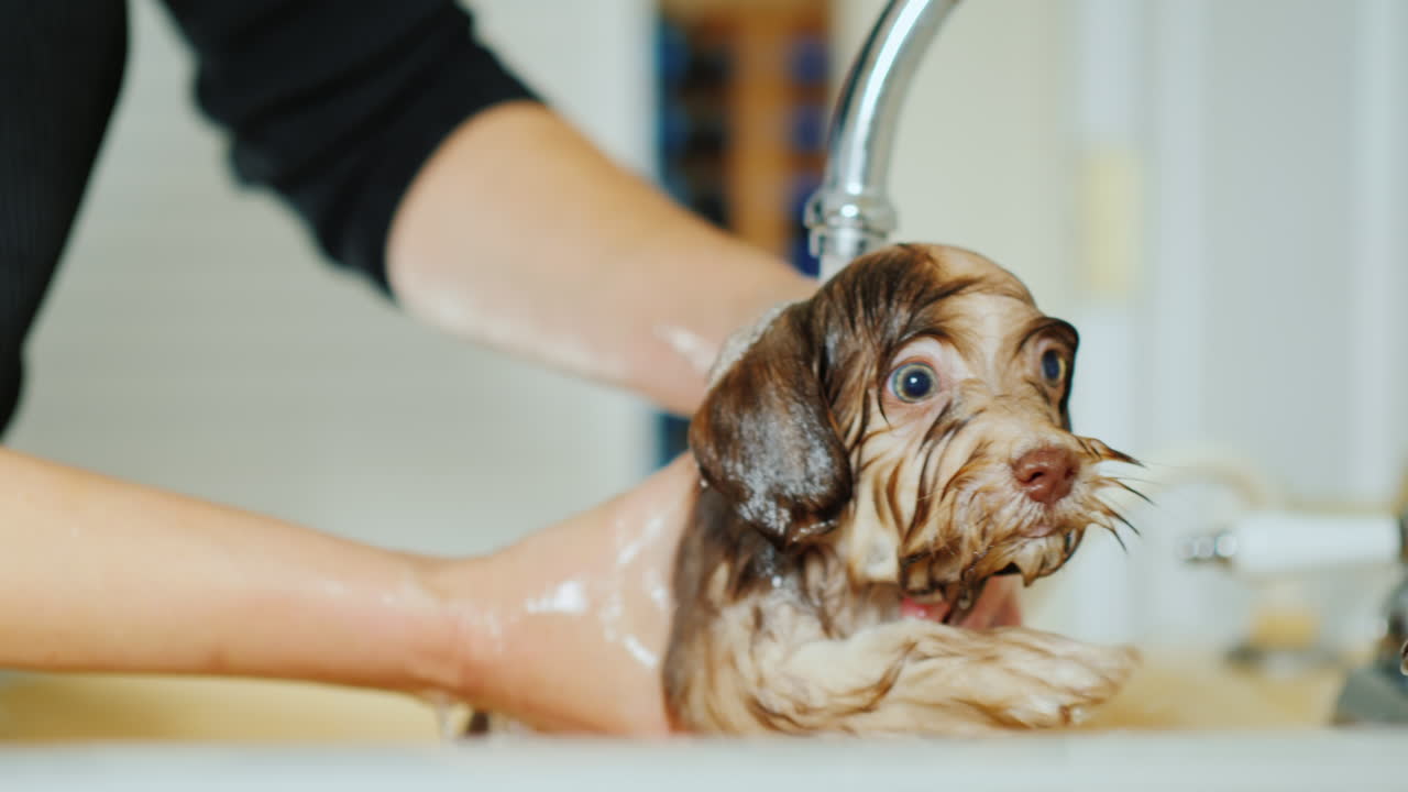 mujer lava cachorro en un lavabo