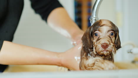 mujer lava cachorro en un lavabo