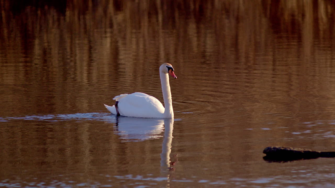 Graceful swans during mating season, filmed in cinematic slow motion at dawn.